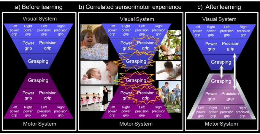 Figure 1: Mirror neurons from associative learning. a) Before learning, sensory neurons in STS, encoding visualdescriptions of observed action, are not systematically connected to motor neurons in premotor and parietal areas involved inthe production of si