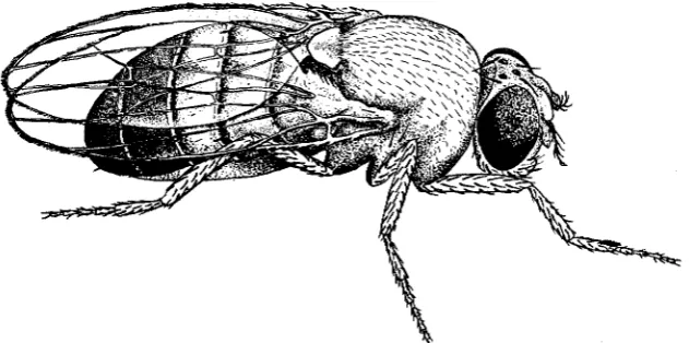 FIGURE 1 .-The mutant “scutex” produced by irradiation. 