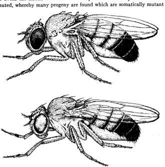 FIGURE Above, forked-bristle fly with normal eye. Below, normal-bristle The male imagos which resulted were then separately crossed in GENEIKCS they were derived had been laid (they were kept at completed by the time the stage ingly, flies but fail to carr