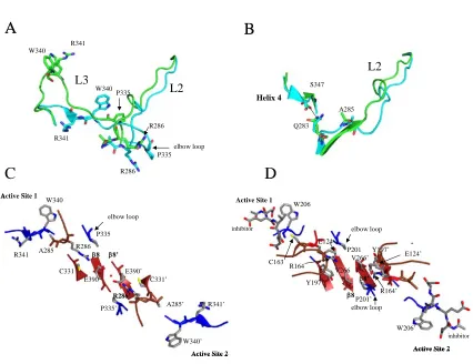 Figure 5. Active site rearrangements of caspases-1 and -3. (A) Movements in L2 and L3 of caspase-1 upon substrate binding
