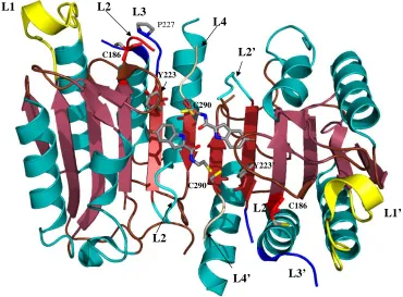 Figure 7. Structure of caspase-7 with FICA bound in the dimer interface (PDB entry 1SHL)