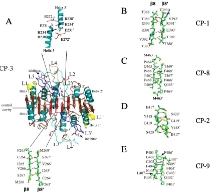 Figure 3. Comparison of caspase dimer interfaces. (A) Structure of caspase-3 (PDB entry 2J30)