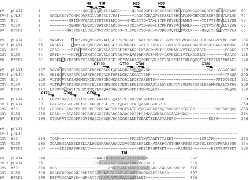 FIG 1). Amino- and carboxy-terminal truncations as well as site-speciﬁc mutations introduced into PrV pUL34 andanalyzed in this report are indicated