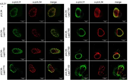 FIG 2 Nuclear envelope localization and pUL31 interaction of pUL34-LapCT chimeras. RK13 cells were cotransfected with expression plasmids for pUL34-LapCT and pUL31 and analyzed by indirect immunoﬂuorescence with monospeciﬁc murine anti-pUL34 (red) and rabb