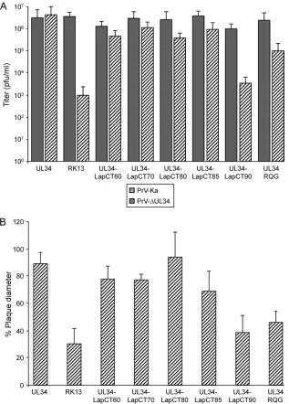 FIG 3 Functional complementation of PrV-�UL34 by the pUL34-LapCT chimeras and pUL34RQG