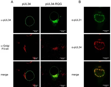 FIG 4 Intracellular localization of pUL34RQG. (A) RK13 cells were transfected with plasmids expressing pUL34 or pUL34RQG, ﬁxed, and costained withpcDNA-UL34RQG and pcDNA-UL31, ﬁxed, and stained 2 days later with rabbit anti-pUL31 and mouse anti-pUL34 sera