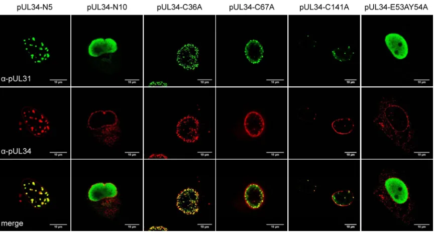 FIG 5 Interaction of N-terminally truncated and site-speciﬁcally mutated pUL34 with pUL31