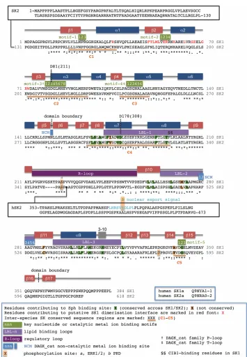 Figure S1. SK sequence alignment, secondary structure and key feature map. Multiple N-terminal splice variants have 