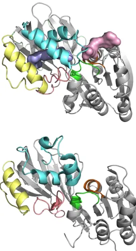 Figure S2. Comparison of tertiary structure for human SK1 and B. anthracis DGK. Top: SK1 co-crystal structure (3VZB chain A) with bound Sph (blue surface) and ADP (pink surface) superimposed from its (separate) SK1 co-crystal structure (3VZD chain C)