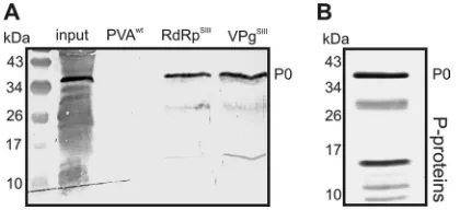 FIG 1 Ribosomal P0 is a component of membrane-associated viral RNPs. (A)Western blotting showing the presence of P proteins in the RNP complexesobtained by afﬁnity puriﬁcation, using Strep III-tagged PVA RdRp (RdRpSIII)and Strep III-tagged VPg (VPgSIII), f