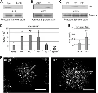 FIG 3 Ribosomal P0 promotes PVA infection. (A) P0 was silenced by expressing an RNA hairpin (hp) that targets P0 transcripts (hpP0), followed by Western(B) Exogenous P0 was expressed, and P0 levels were analyzed by Western blotting as described above for p