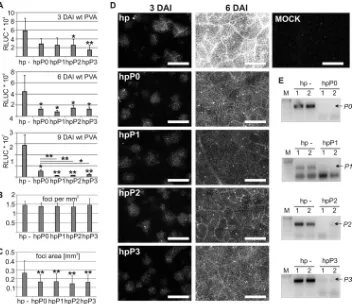 FIG 4 Ribosomal P proteins are important for PVA infection. (A) RLUC activity of wt PVA was determined at 3, 6, and 9 DAI during silencing of P proteins by