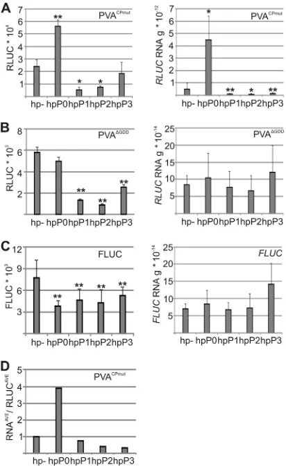 FIG 6 P0 can increase viral translation. (A) Exogenous P0 was coexpressedwith PVAand 0.5 for GUS and P0.�GDD and FLUC, and luciferase activity and RNA amounts wereassessed at 3 DAI