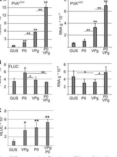 FIG 8 VPg requires P0 to enhance viral translation. VPg was coexpressedwith PVA�GDD during P-protein silencing, and the RLUC activities werequantitated at 3 DAI