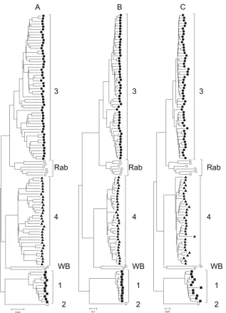 FIG 2 Phylogenetic analysis of HEV complete genome sequences. Neighbor-joining trees were produced by using nucleotidesequences (A), maximum likelihood analysis of complete genome sequences (B), or amino acid p-distances of complete genome p-distances of c