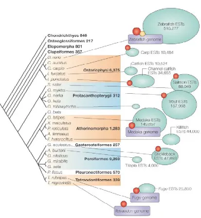 Figure 1 - 3 Distribution of genome sequencing, major EST projects (>1000  sequences), large-insert libraries and radiation hybrid panels in relation to a conventional fish 