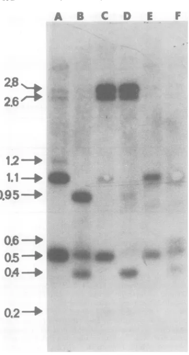 FIG. 9.DNAHindIII-digestedDNAenzymesPstIsequentiallylyzed1.Ten-microgram Mr Virus-specific products of BALB/c liver digested with two restriction endonucleases