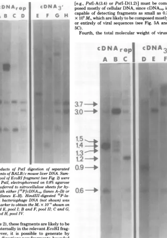 FIG. 3.plespoolgels,EcoRIdigested[32P]cDNA:sthebridizationincludedbeled Products of PstI digestion of separated fragments ofBALB/c mouse liver DNA