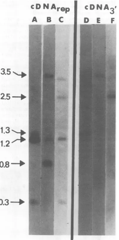 FIG. 5.positionphoresisphagefurtherrepeatedFig.eitherofEcoRIClanesluloseX 10-6 and the Products of BglII digestion of separated fragments from BALB/c liver DNA
