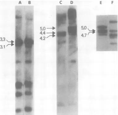 FIG. 6.patternsfragmentsextractedgestsHpaI,aFig.C3H/HeJBALB/cminedofcludedindicated male BALB/c Comparisonof restriction endonuclease of MMTV-specific DNA in BALB/c and mouse liver DNAs