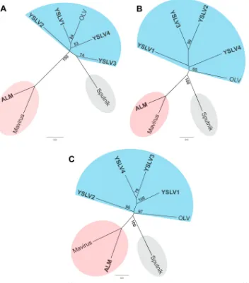 FIG 6 Unrooted phylogenetic trees of DNA packaging ATPases (A), cysteine proteases (B), and major capsid proteins (C) of virophages