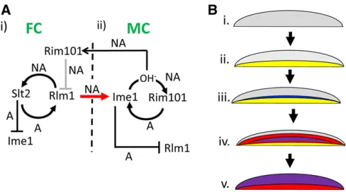 Figure 5E except with all strains being rlm1D as well as
