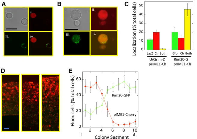 Figure 1 Colocalization ofbar) or bothstrain (SH6054). (E) Distribution of cells (SH6054) expressingcolony images (colony