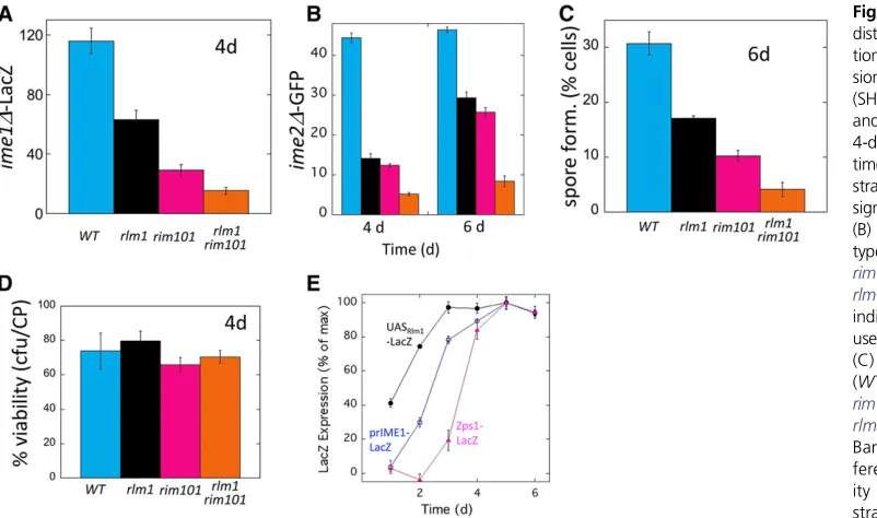 Figure 2 Rlm1-LacZ expression (SH5830) in colonies incubated on MP medium for the times indicated