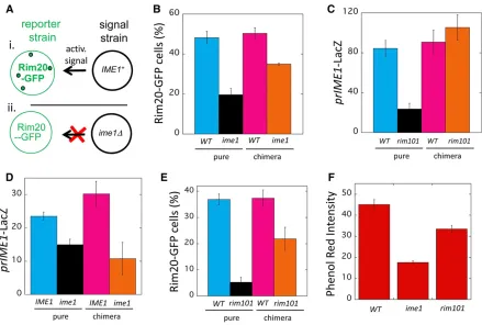 Figure 3 Nonautonomousdifferent (prcolonies of Rim101-Ime1 positive feedback loop. (A) Diagram of chimeric colony assay: the activity of a response allele is comparedbetween the chimeric colonies diagrammed in (i and ii)