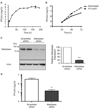 FIG 7 Matriptase is involved in multicycle replication of H1N1 inﬂuenza virus in human bronchial epithelial cells