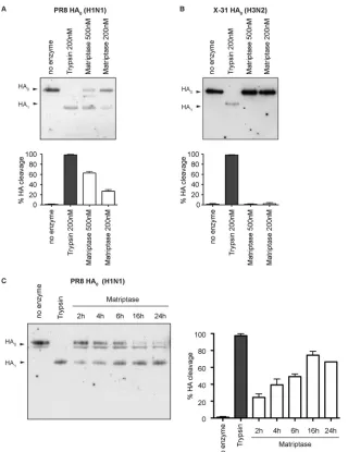 FIG 3 The catalytic domain of matriptase is capable of cleaving inﬂuenza H1N1 virus HA but not H3N2 HA, in a dose- and time-dependent manner