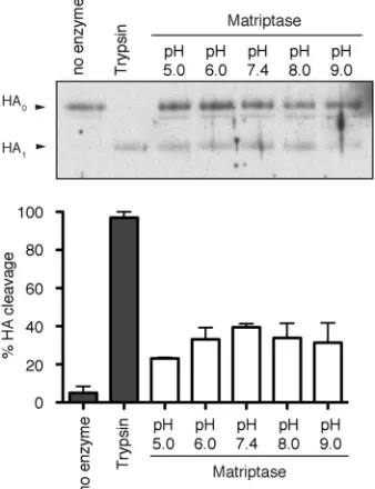 FIG 4 The catalytic domain of matriptase is capable of cleaving inﬂuenza