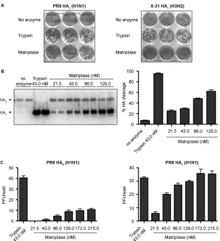 FIG 5 The catalytic domain of matriptase is capable of promoting multicycle replication of inﬂuenza H1N1 virus in MDCK cells in a dose-dependent manner.(A) Conﬂuent MDCK cells were exposed to 30 PFU/well of PR8 HA1 or X-31 HA0 for 1 h and washed
