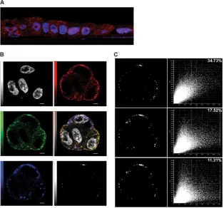 FIG 6 Matriptase localizes to the plasma membrane and to endosomes and colocalizes with inﬂuenza HA