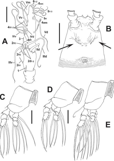FIGURE 45. Cymbasoma astrolabe sp. nov., adult female. A) right antennule, dorsal view; B) cephalic region showing row of spiniform cuticular processes (arrowed), ventral view; C) first leg with coxal plate; D) second leg with coxal plate; E) third leg wit