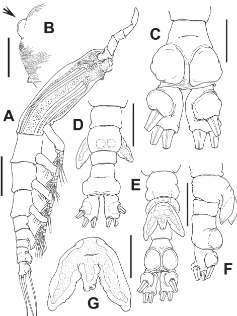 FIGURE 46. Cymbasoma marioeduardoi sp. nov., adult male. A) habitus, lateral view; B) cephalic region, detail of ventral protuberance; C) anal somite and caudal rami showing distinctive protuberances, ventral view; D) urosome, dorsal view; E) same, ventral