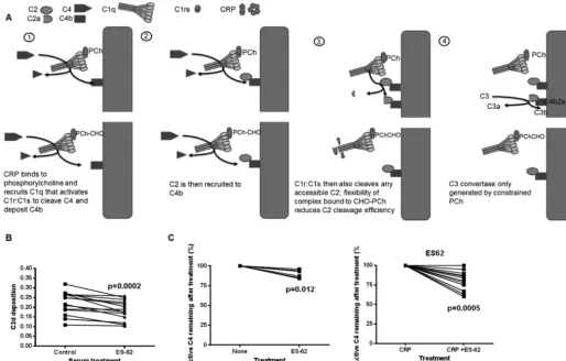 FIGURE 9. ES-62 added to serum reduces classical complement activation and the rate-limiting factor active C4.to 100 in VBSCaMg was either left untreated or treated with ES-62 (0.1forms on the complement pathway