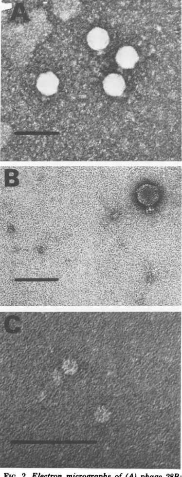 FIG. 2.tures(B) Electron micrographs of (A) phage 28B; phage 36; and (C) isolated baseplate-like struc- of phage 36