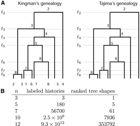 Figure 1inthe labeled topology; the number of possible labeled topologies for asample of sizeA Kingmanprises a vector of coalescent times and a ranked tree shape