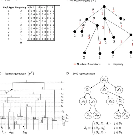 Figure 2 Data structures employed by our method, Bayesian Estimation of population size changes by Sampling Tajimawith the same label in (A)]