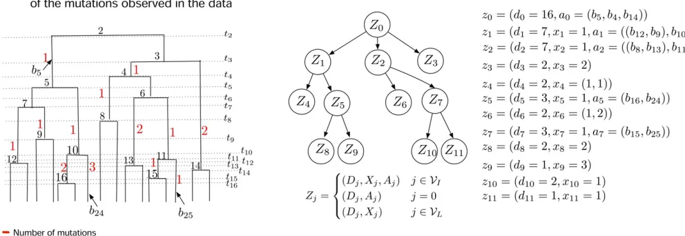 Figure 3 Directed Acyclic Graph (DAG) construction. (A) A Tajimamutations along the branches that subtends from the tree nodethree subtrees of 7Subtrees subtending fromleaf nodes represent more than one tree, such as’s genealogy from Figure 2C with added a