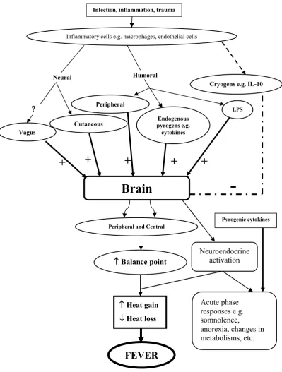 Figure 2.1: Pathway of fever pathogenesis 