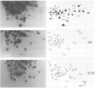 FIG. 2.Notation T1 fingerprints of S733 and S14 are compared with the same M T, fingerprints as those in Fig