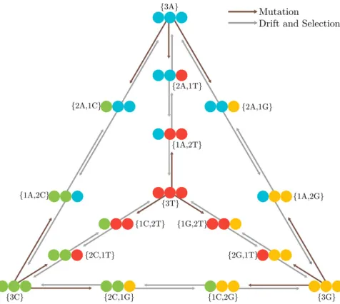 Figure 1 PoMo state-space usingstates interact with polymorphic states via mutation, but a polymorphicstate can reach a monomorphic state only via drift or selection