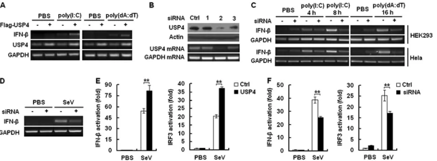 FIG 2 USP4 enhances RIG-I-induced IFN-poly(dA·dT) for 12 h. Total RNA was prepared and analyzed by RT-PCR for the expressions of IFN-of USP4 expression in HEK293 cells transfected with control siRNA or USP4 siRNA 1, siRNA 2, and siRNA 3 for 36 h