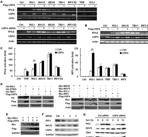 FIG 3 USP4 targets RIG-I. (A) HEK293 cells were transfected with RIG-I, MAVS, TBK1, IRF3 5D, TRIF, IKK-the USP4 plasmid and IFN-ε, and MDA5 and analyzed by RT-PCR along with� mRNA (upper panel)