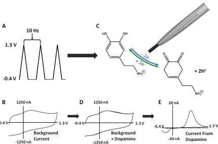 Figure 1.2  Diagram depicting process for background subtracted FSCV. A) A triangular waveform is continually applied at a high repition rate to the electrode