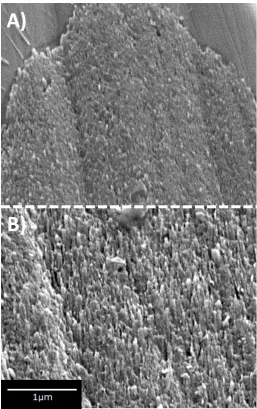 Figure 2.4 Surface changes can be visualized using SEM. Scanning electron micrographs of A) freshly polished carbon fiber surface and B) polished carbon surface after conditioning with a static +1.4 V for 10 minutes