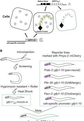 Figure 1 Robust, tissue-speciworkplate, and co-injection markers.reconstituted GFP molecules in specithe target protein with a reconstituted NATF-GFP tag.CRISPR, clustered regularly interspaced short palindromicrepeats; GABA,Tissue-specision of GFP1-10 wit