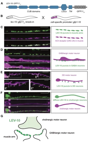 Figure 4 Visualization ofNATF GFP arising from complementation of theventral nerve cord region of L4 larvae showing(E), andin (D),in (F)
